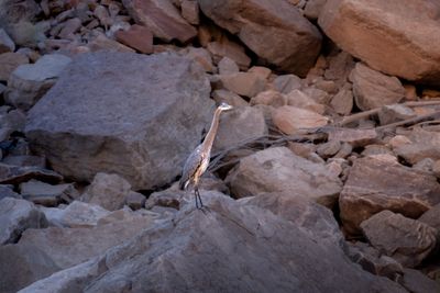 A great blue heron stands on a large boulder in a jumble of rocks and driftwood, lit by warm low light.