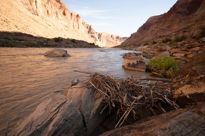 A tangle of bleached driftwood sticks lodged on cracked boulders at the edge of a muddy river, with boulders in the current and sunlit canyon walls under a pale blue sky.