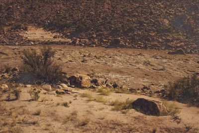 A sandy bench with grass tufts, shrubs and boulders in front of a wide muddy rapid, with a driftwood line and a boulder-covered talus slope on the far side; heavy film-grain edit.