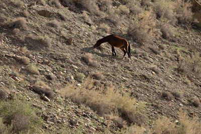 Wild horse grazing on a dry hillside above the river, a foal in the background.