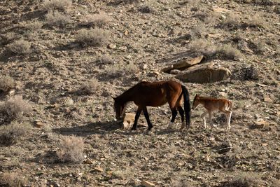 A wild mare and her foal stand on a rocky slope above the river.