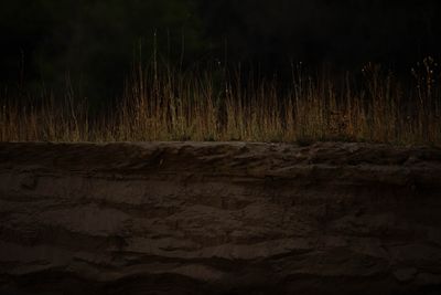 Dried grass catches light against a dark riverbank as night settles over camp.