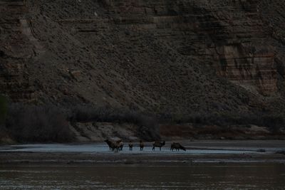 A herd of elk standing in shallow water on a river bar beneath a layered canyon wall.