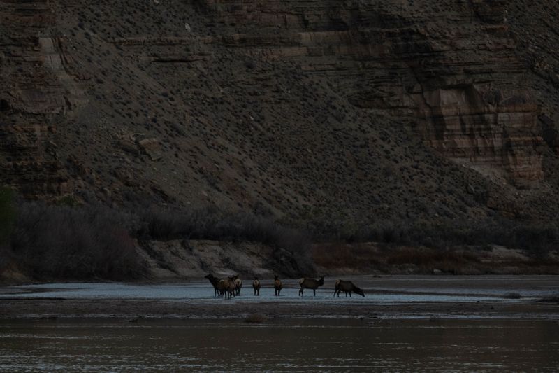 A herd of elk standing in shallow water on a river bar beneath a layered canyon wall.