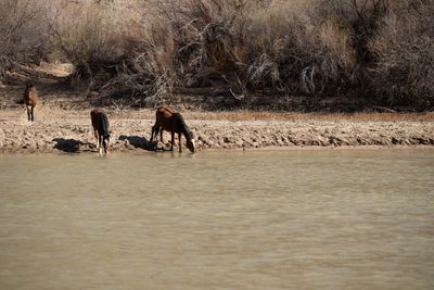 Three wild horses drinking at the muddy edge of the Green River.