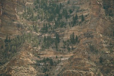 Douglas fir and pine growing from ledges on a steep sandstone wall.