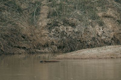Beaver swimming along a muddy river bank.