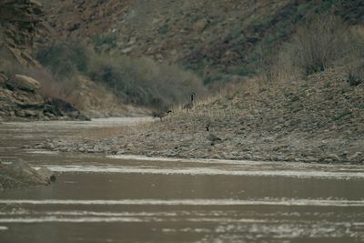 Geese standing on a gravel bar as the river flattens out.