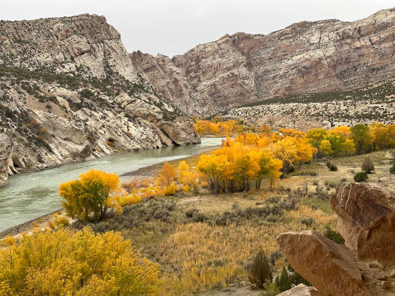 The Green River bends past pale tilted cliffs of Split Mountain while stands of gold cottonwoods line the sage-covered bank